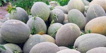 新疆哈密瓜免费吃,免费品尝甜蜜诱惑  第3张